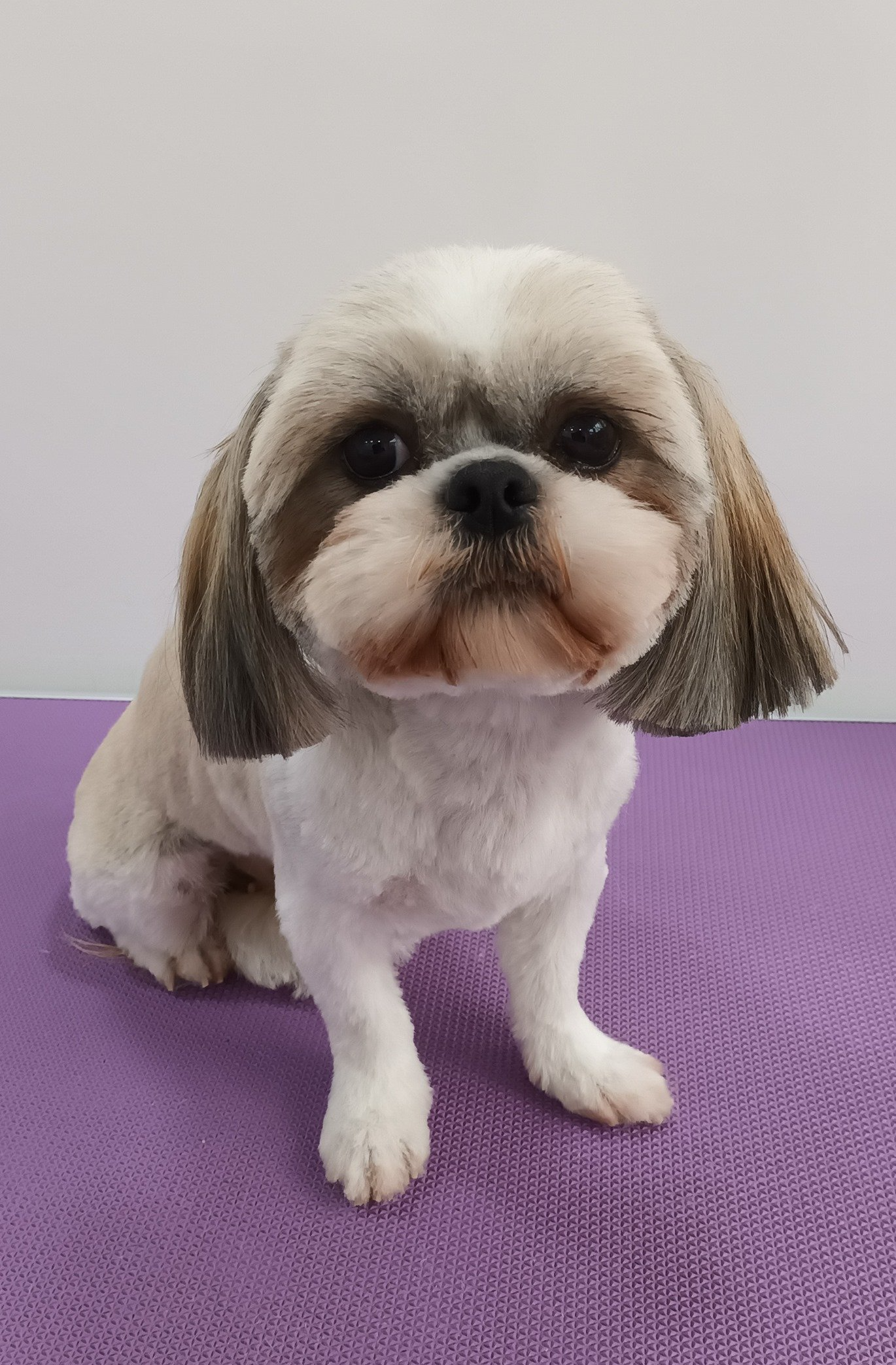 Bella Norton and Malton Dog Grooming
