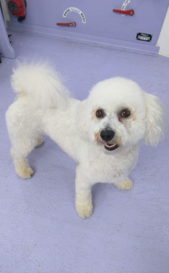 Bella Norton and Malton Dog Grooming