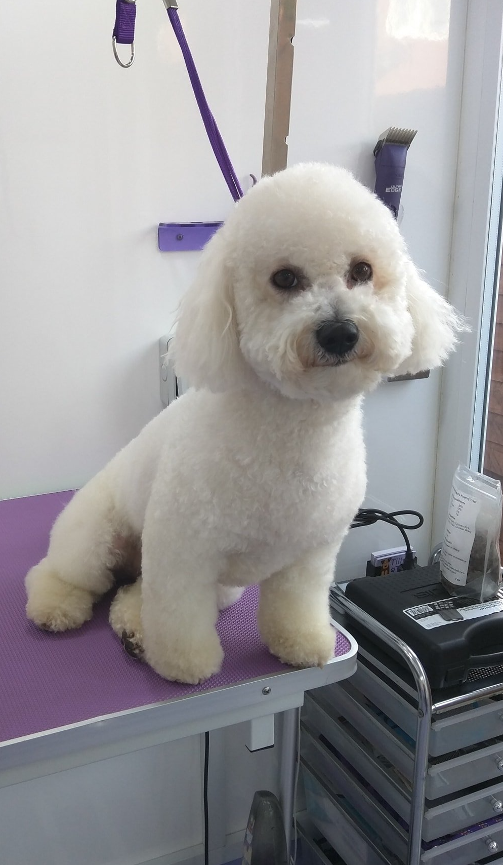 Bella Norton and Malton Dog Grooming