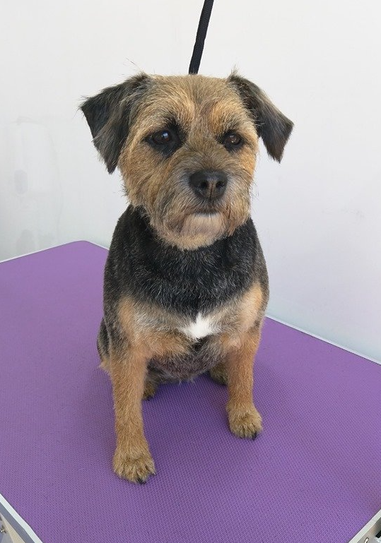 Blitz Norton and Malton Dog Grooming