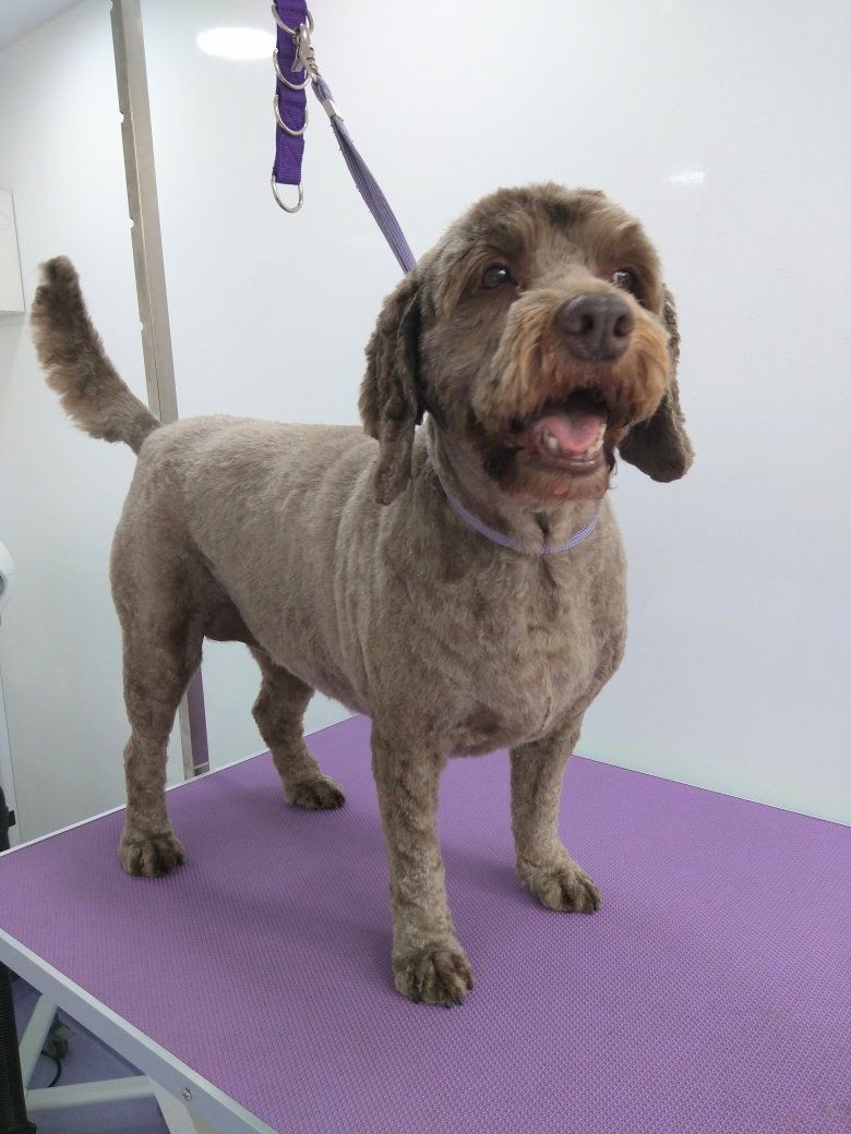 Bo Norton and Malton Dog Grooming
