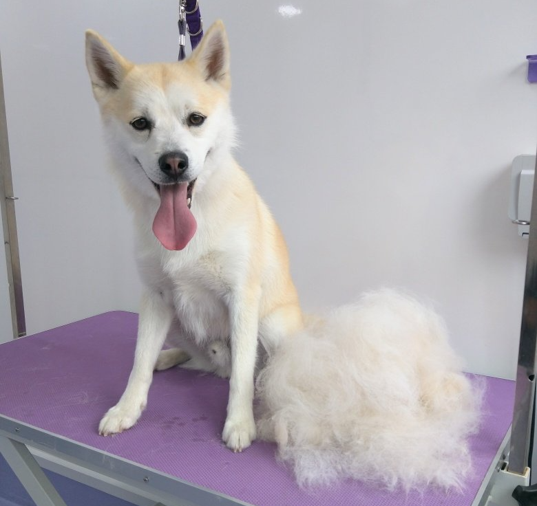 Buddy Norton and Malton Dog Grooming