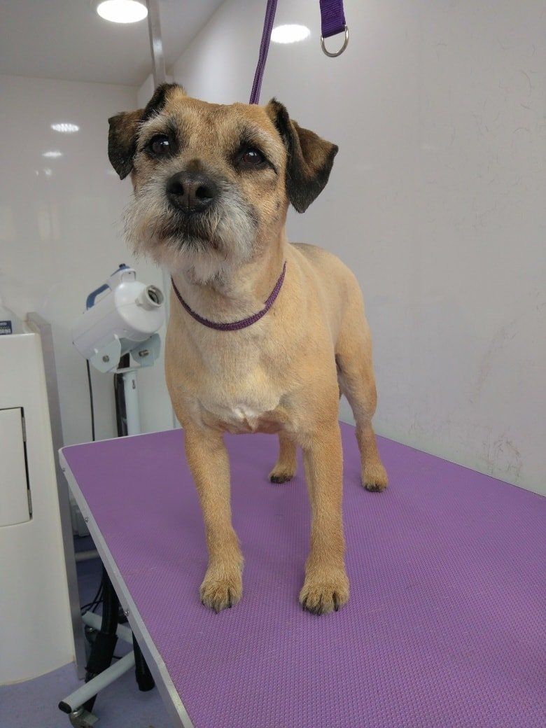 Buffy Norton and Malton Dog Grooming