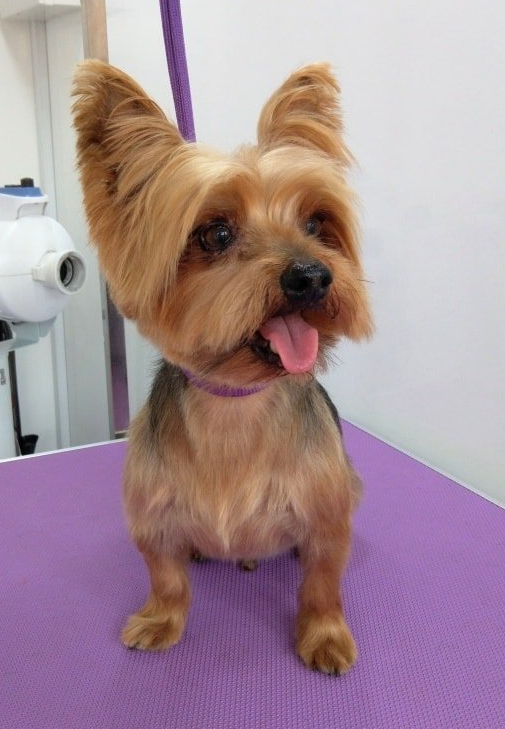 Buster Norton and Malton Dog Grooming