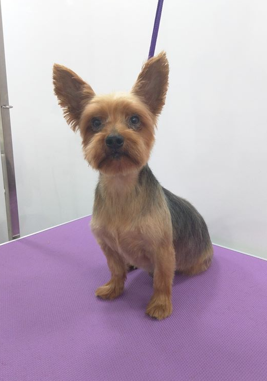 Buster Norton and Malton Dog Grooming