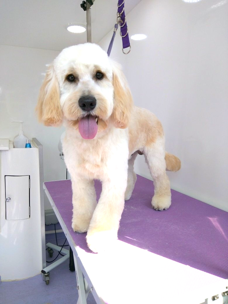 Charlie Norton and Malton Dog Grooming
