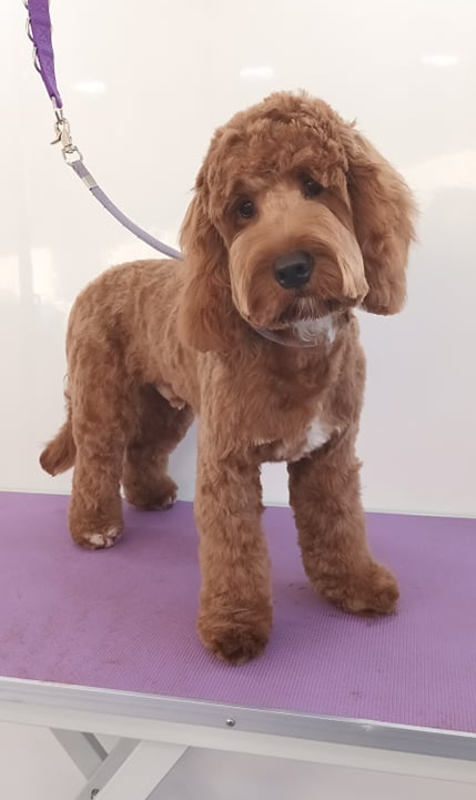 Chester Norton and Malton Dog Grooming