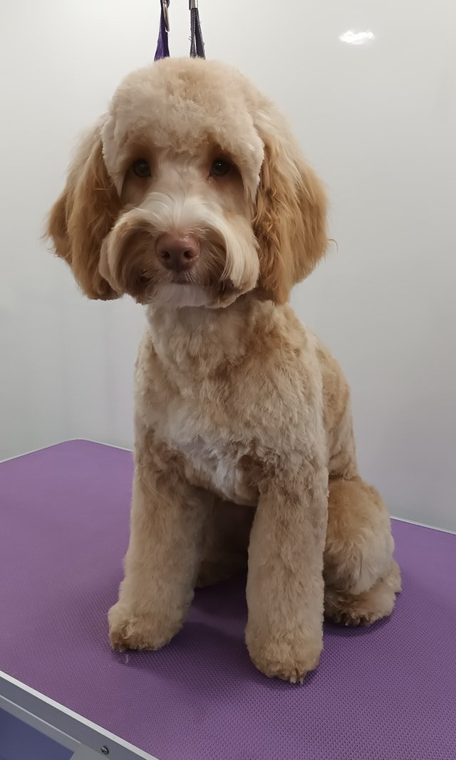 Cookie Norton and Malton Dog Grooming