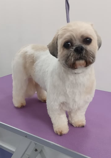 Daisy Norton and Malton Dog Grooming