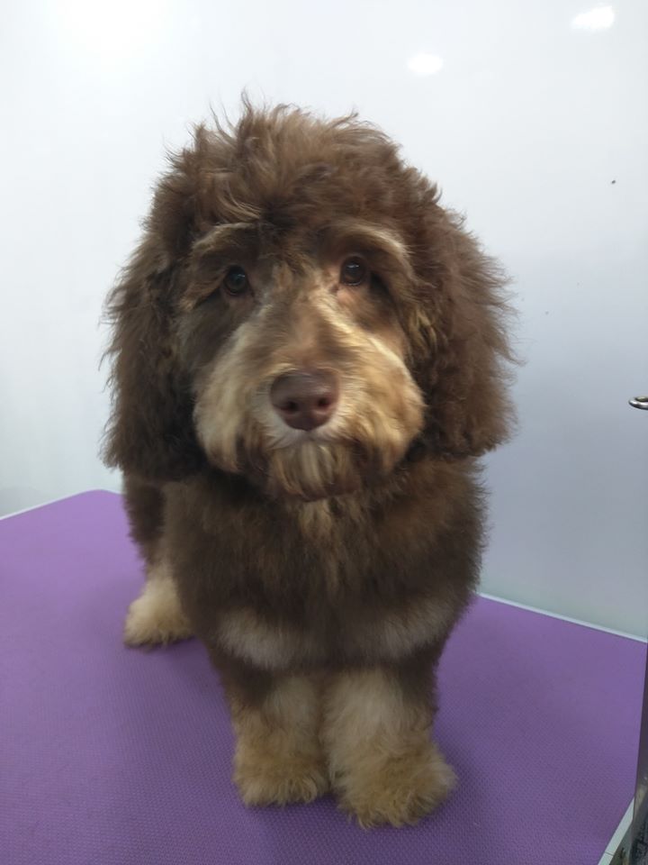 Dolly after Norton and Malton Dog Grooming