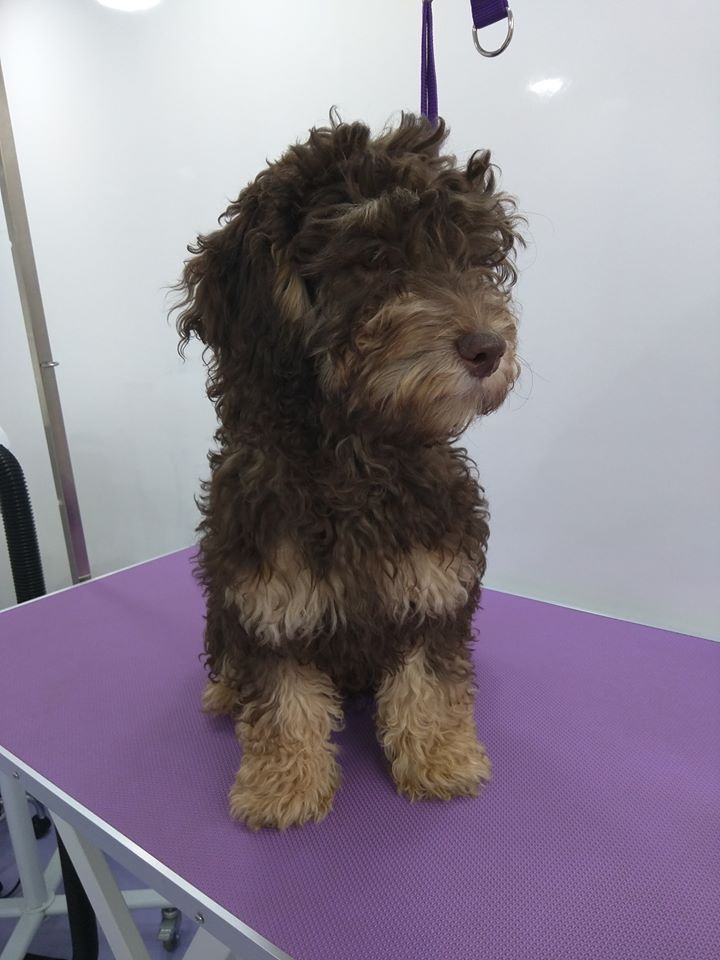 Dolly before Norton and Malton Dog Grooming