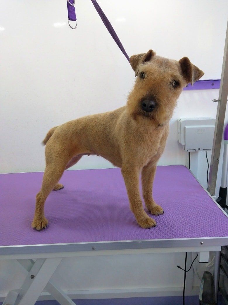 Ellie Norton and Malton Dog Grooming