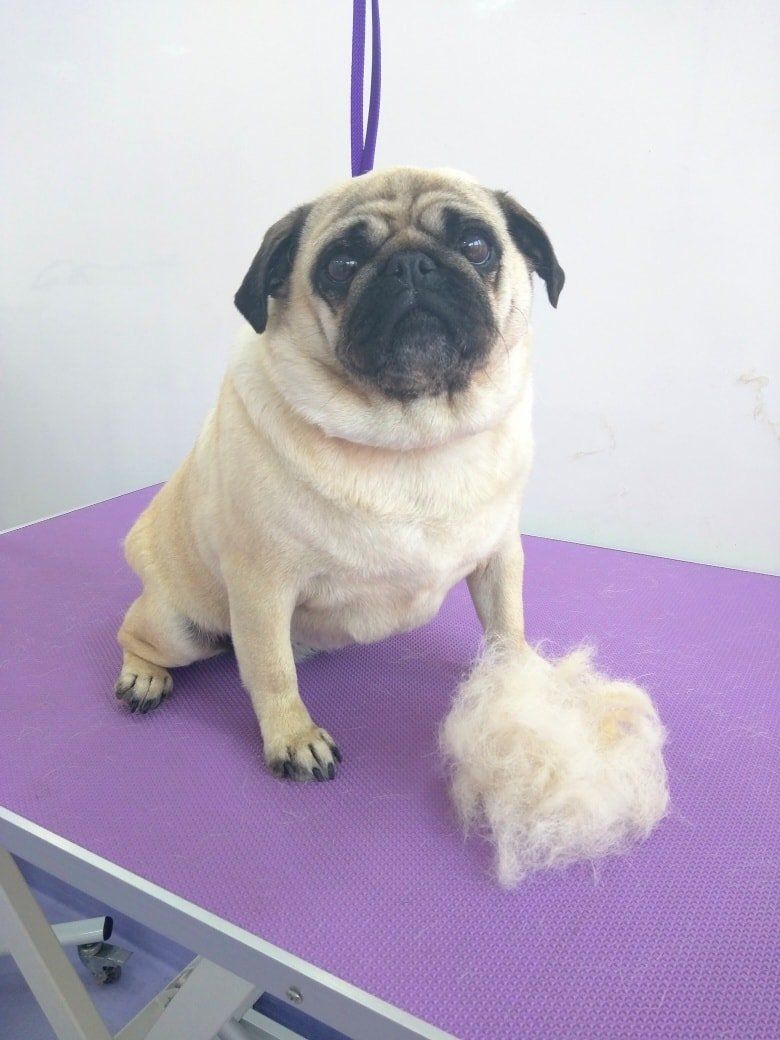 Fleur Norton and Malton Dog Grooming