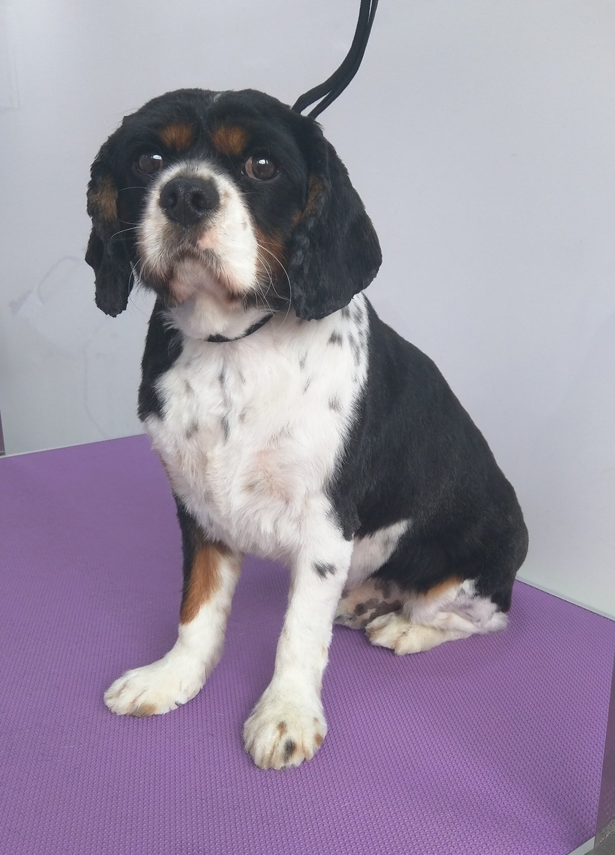 Harley Norton and Malton Dog Grooming