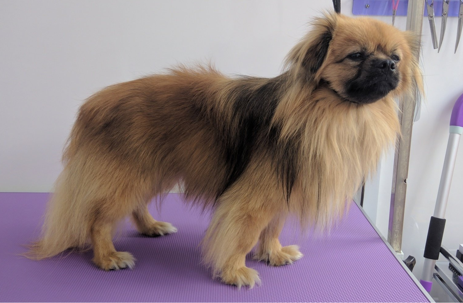 Simba Norton and Malton Dog Grooming