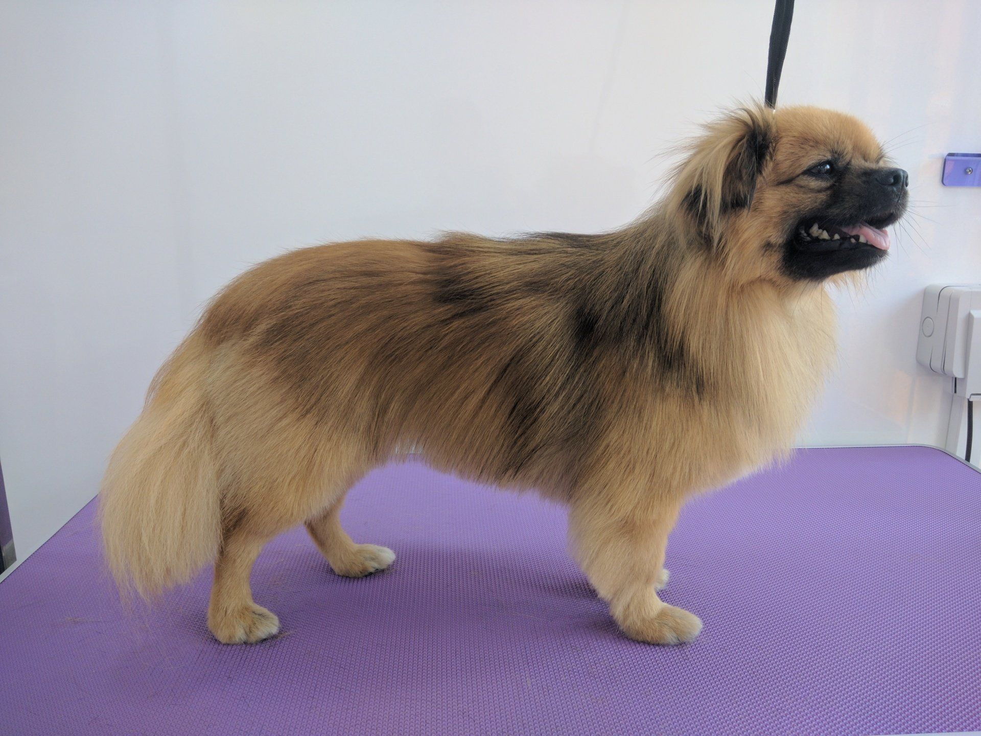 Simba Norton and Malton Dog Grooming