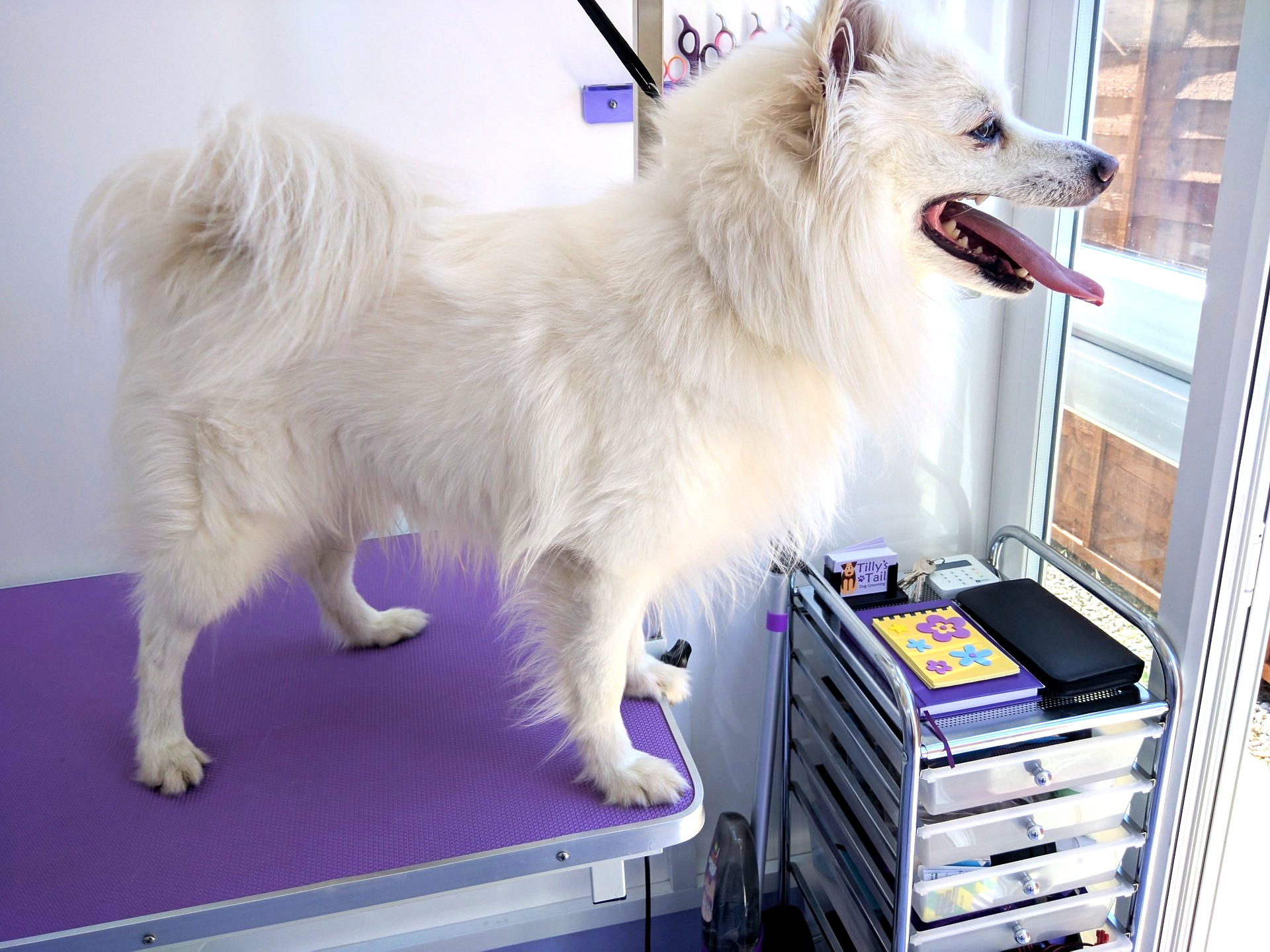 Leo Norton and Malton Dog Grooming
