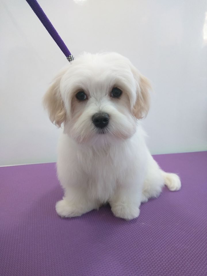 Teddy after Norton and Malton Dog Grooming