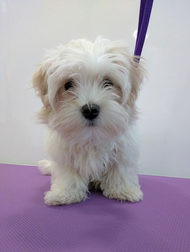 Teddy before Norton and Malton Dog Grooming
