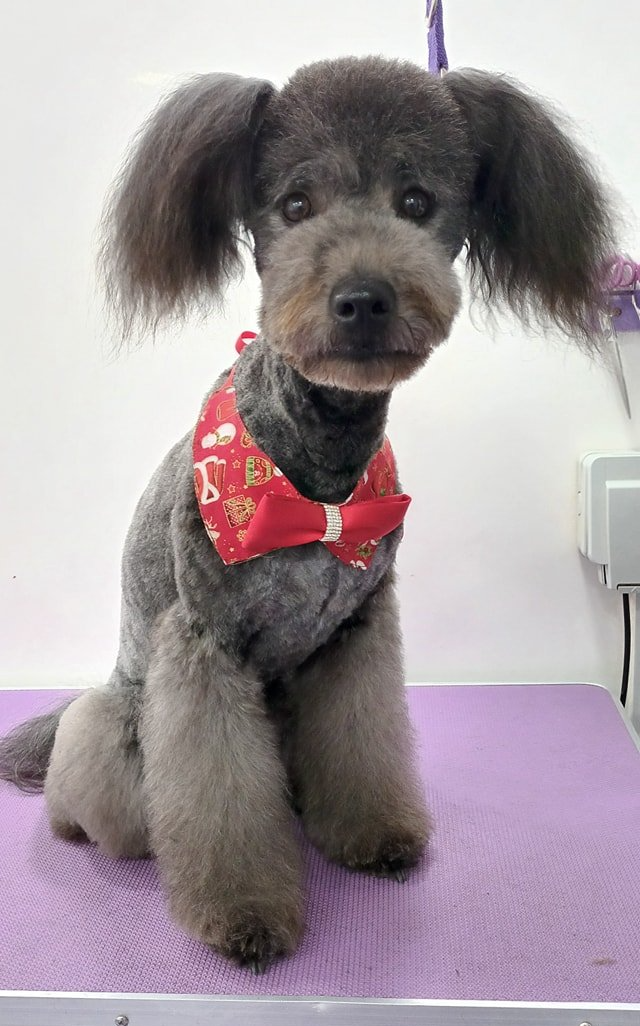 Laika Norton and Malton Dog Grooming