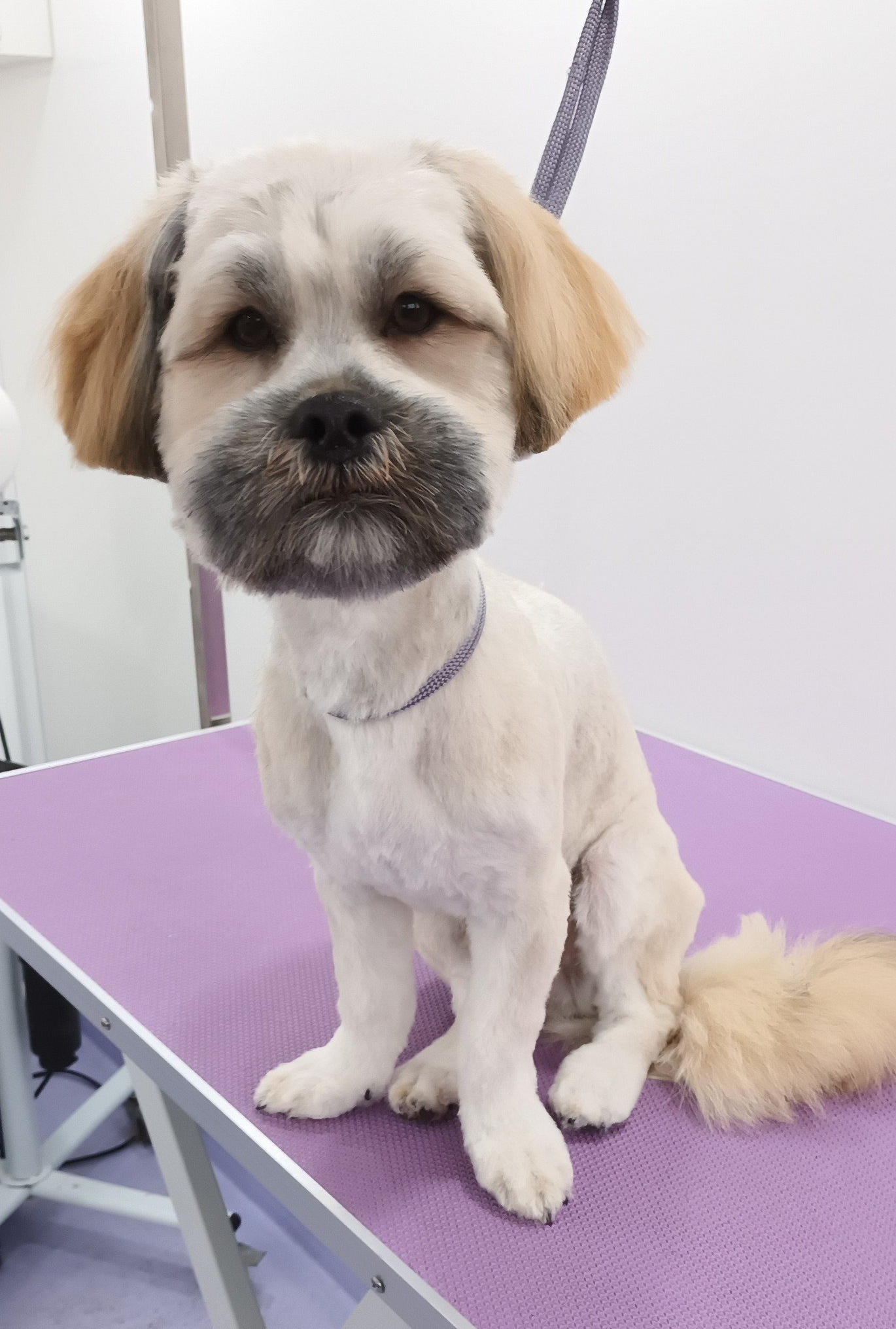 Lenny Norton and Malton Dog Grooming