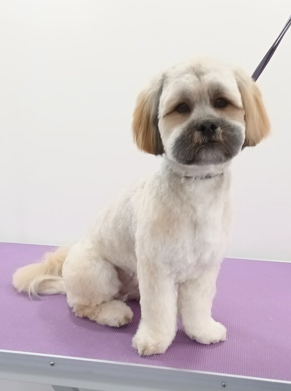 Lenny Norton and Malton Dog Grooming