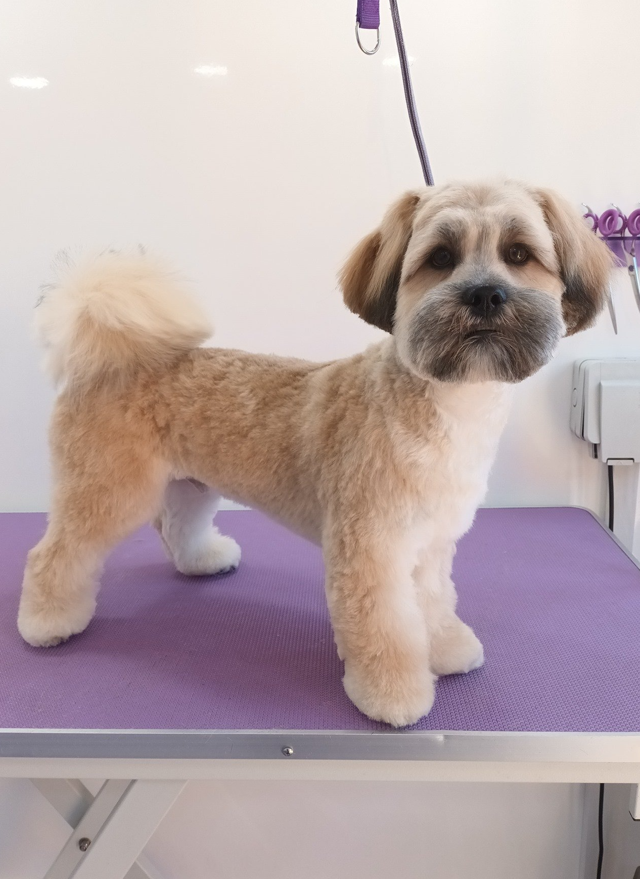 Lenny Norton and Malton Dog Grooming