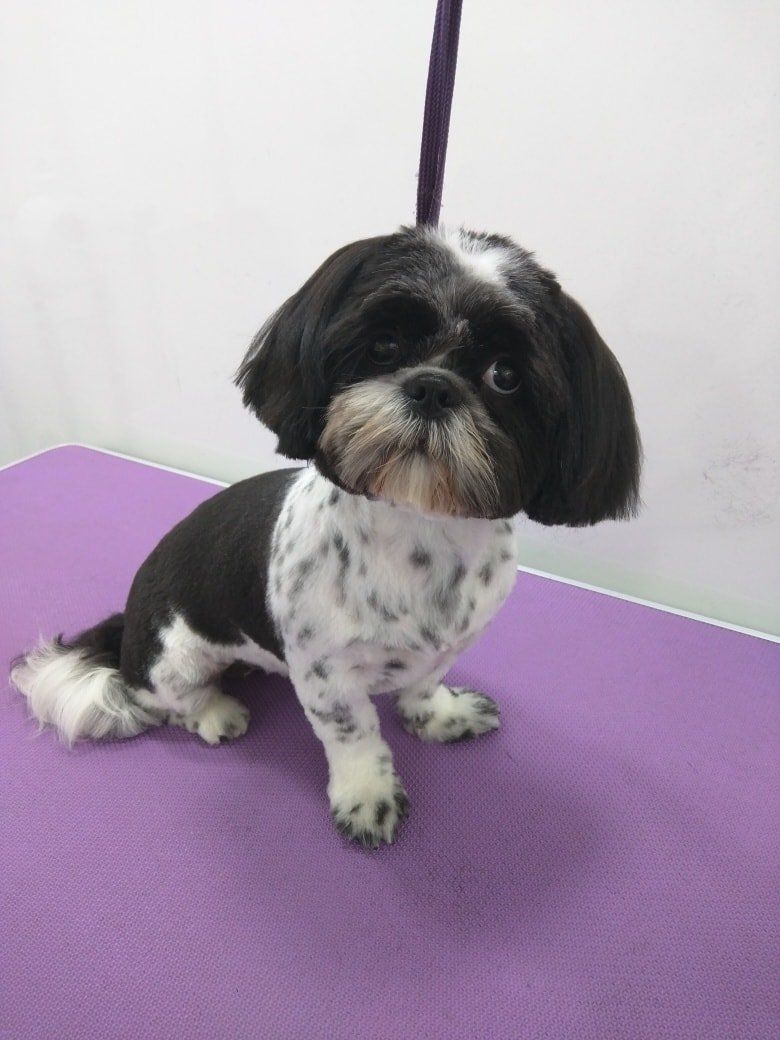 Lexi after Norton and Malton Dog Grooming