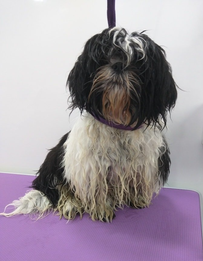 Lexi before Norton and Malton Dog Grooming