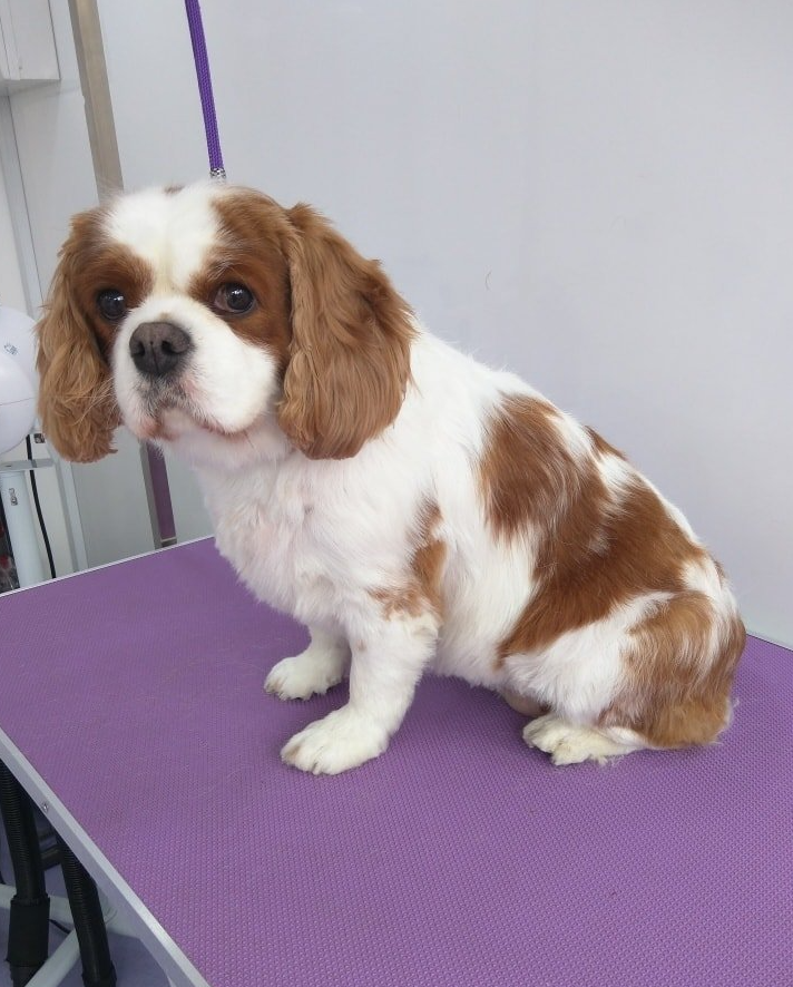 Lily Norton and Malton Dog Grooming