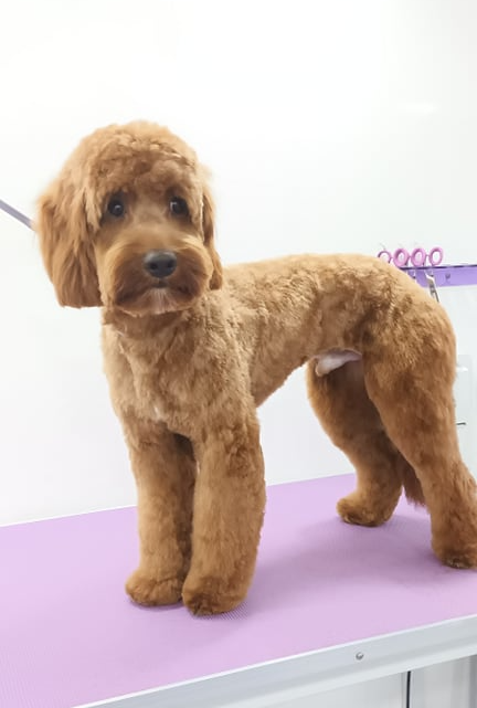 Loki Norton and Malton Dog Grooming