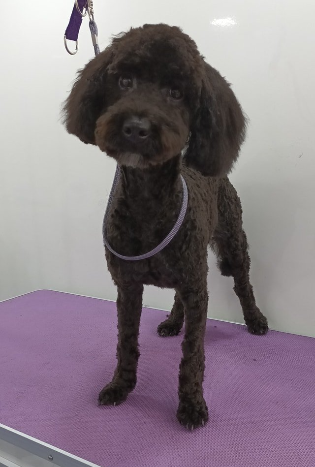 Luna Norton and Malton Dog Grooming