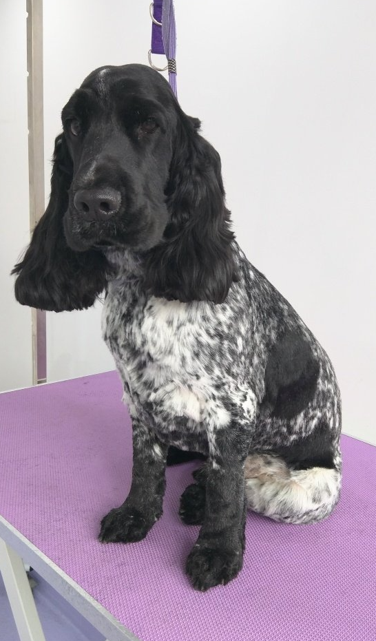 Luther Norton and Malton Dog Grooming