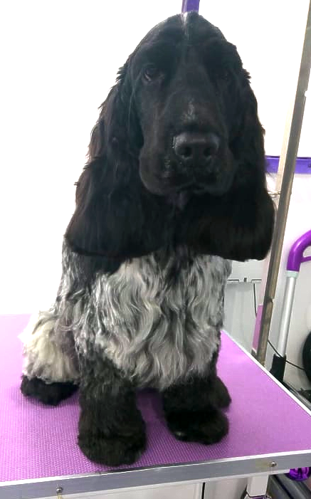 Luther Norton and Malton Dog Grooming