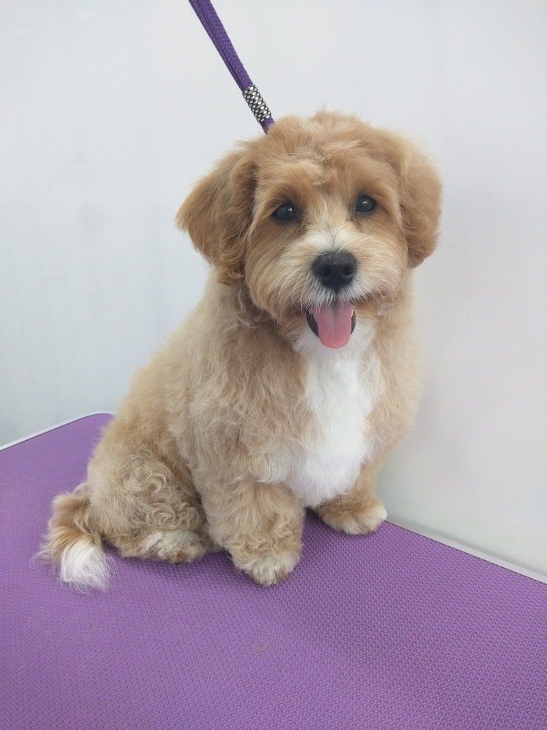 Mia after Norton and Malton Dog Grooming