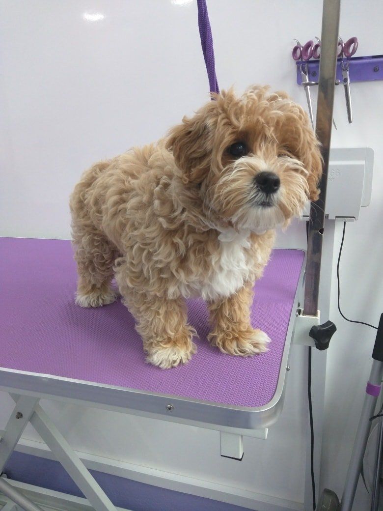 Mia before Norton and Malton Dog Grooming