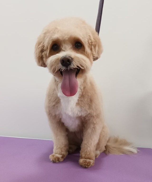 Mia Norton and Malton Dog Grooming