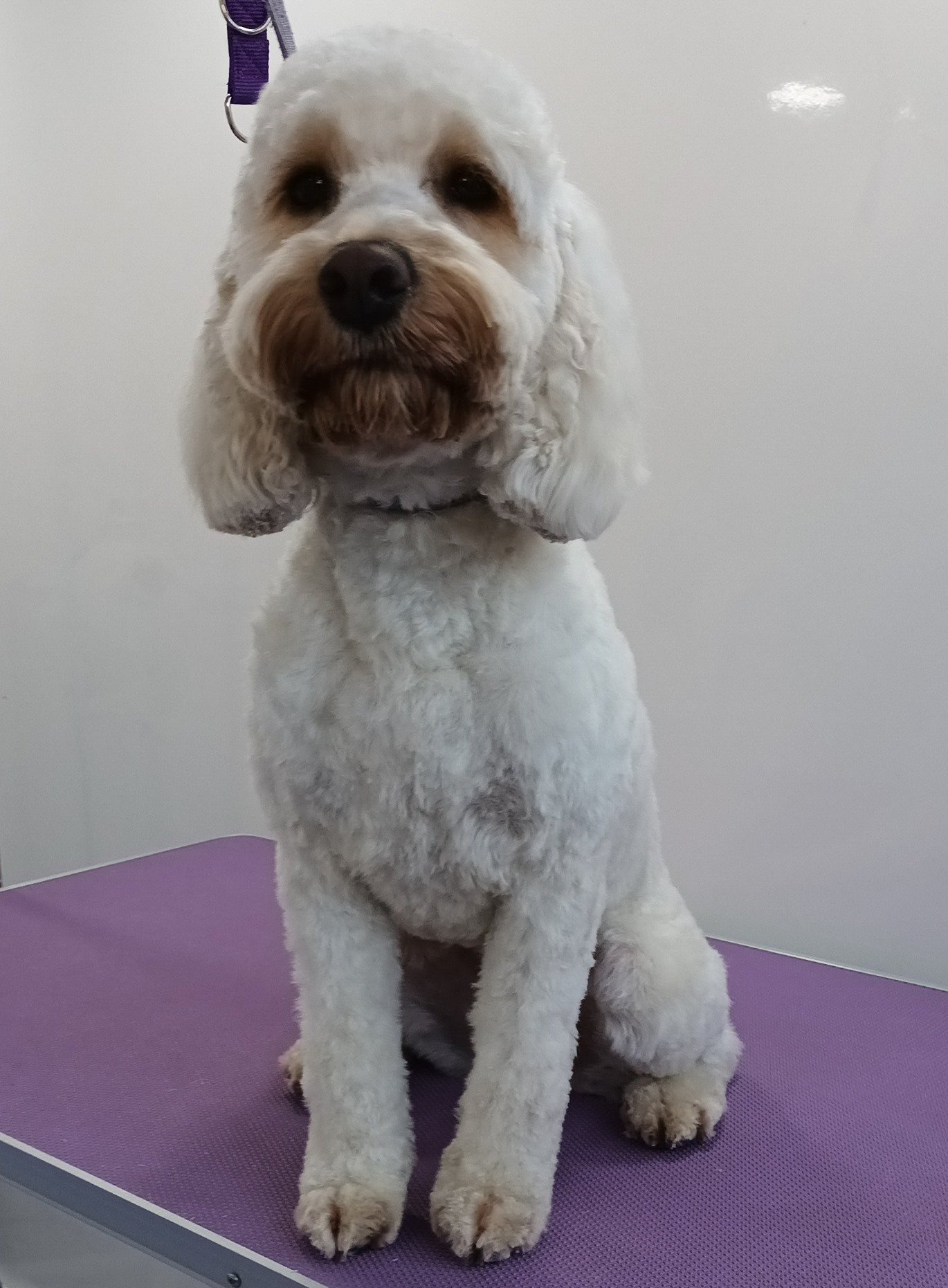 Nala Norton and Malton Dog Grooming
