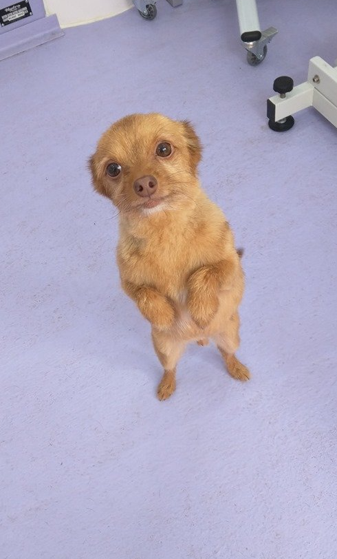 Barney Norton and Malton Dog Grooming