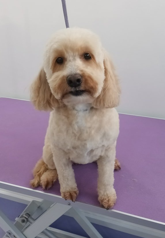 Pearl Norton and Malton Dog Grooming