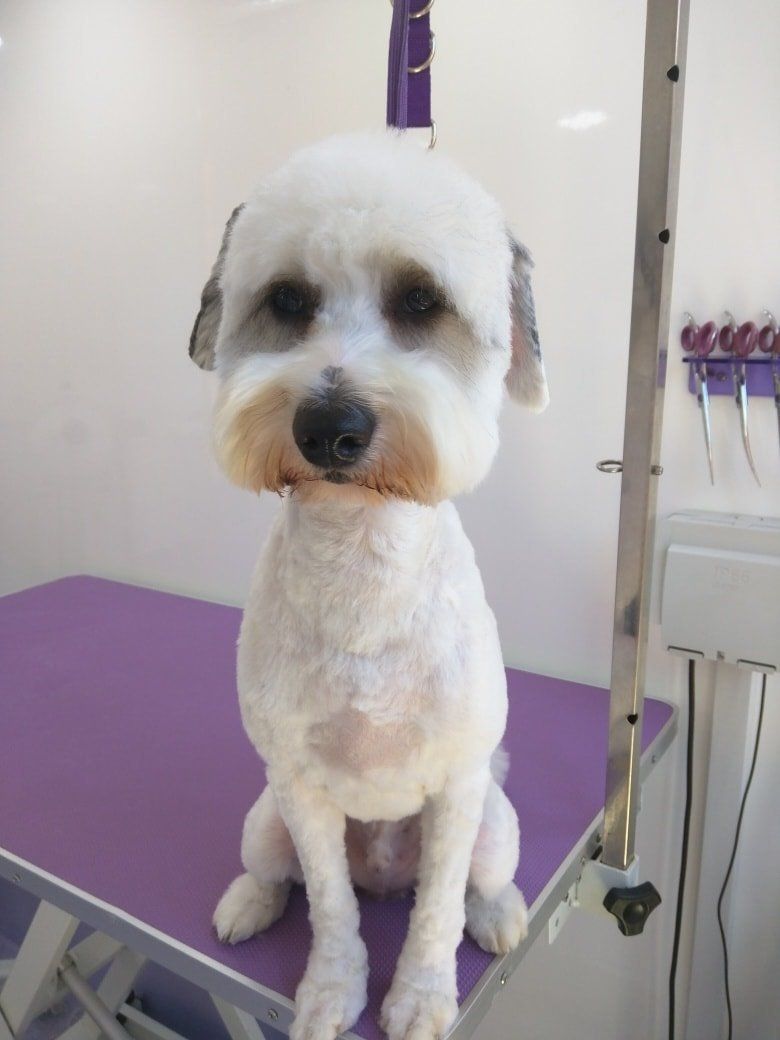 Pip after Norton and Malton Dog Grooming