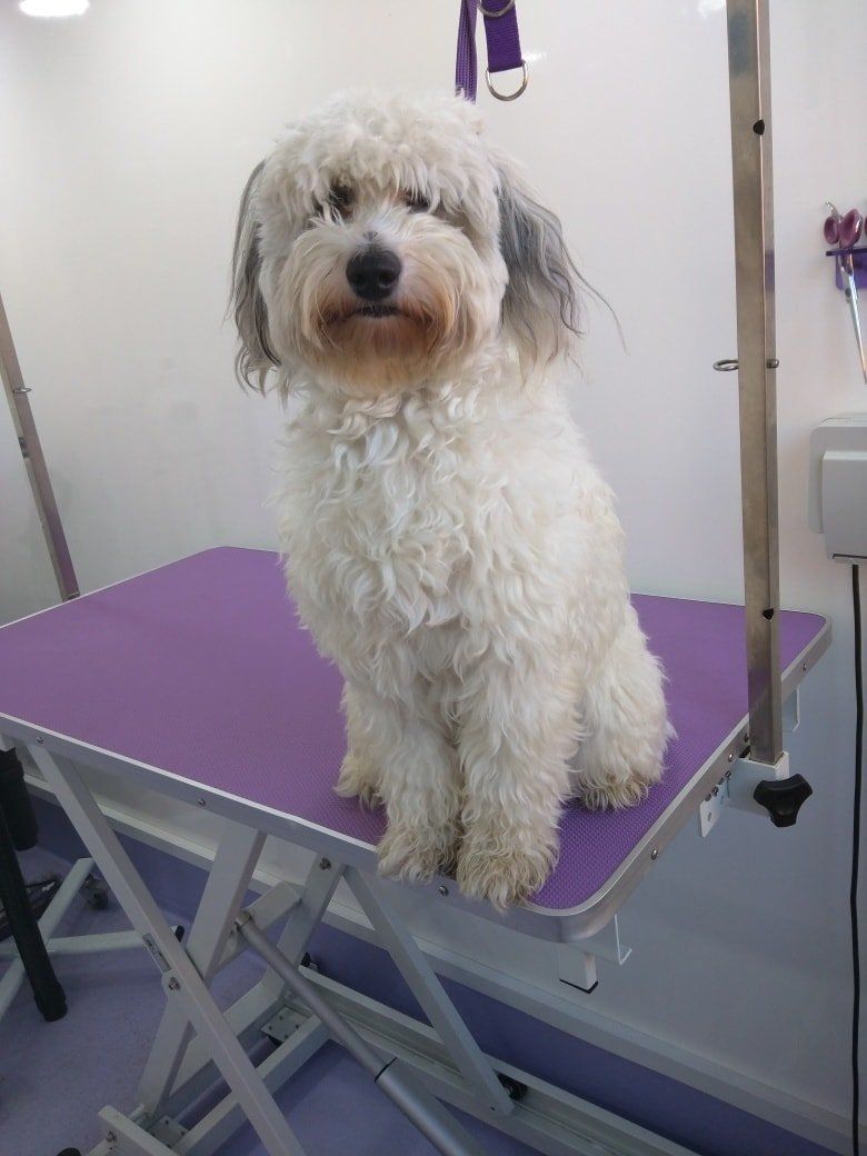 Pip before Norton and Malton Dog Grooming
