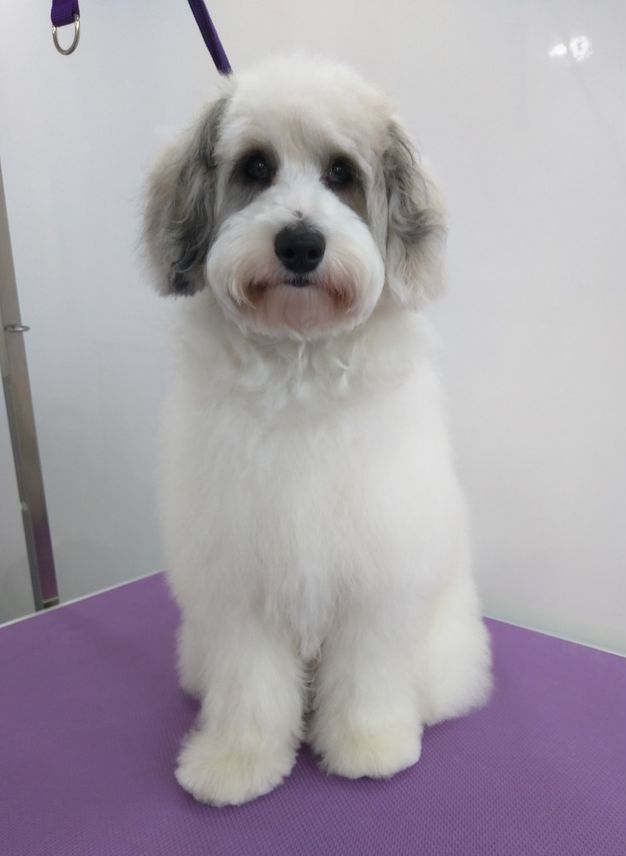 Pip after Norton and Malton Dog Grooming