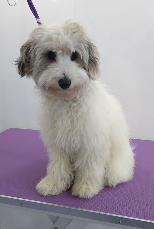 Pip before Norton and Malton Dog Grooming