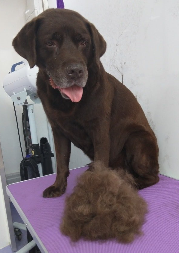 Rolo Norton and Malton Dog Grooming