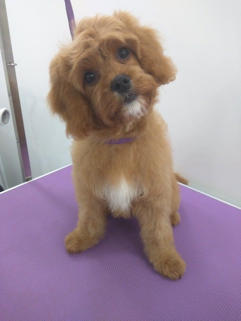Rupert after Norton and Malton Dog Grooming