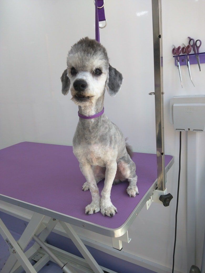 Sam after Norton and Malton Dog Grooming