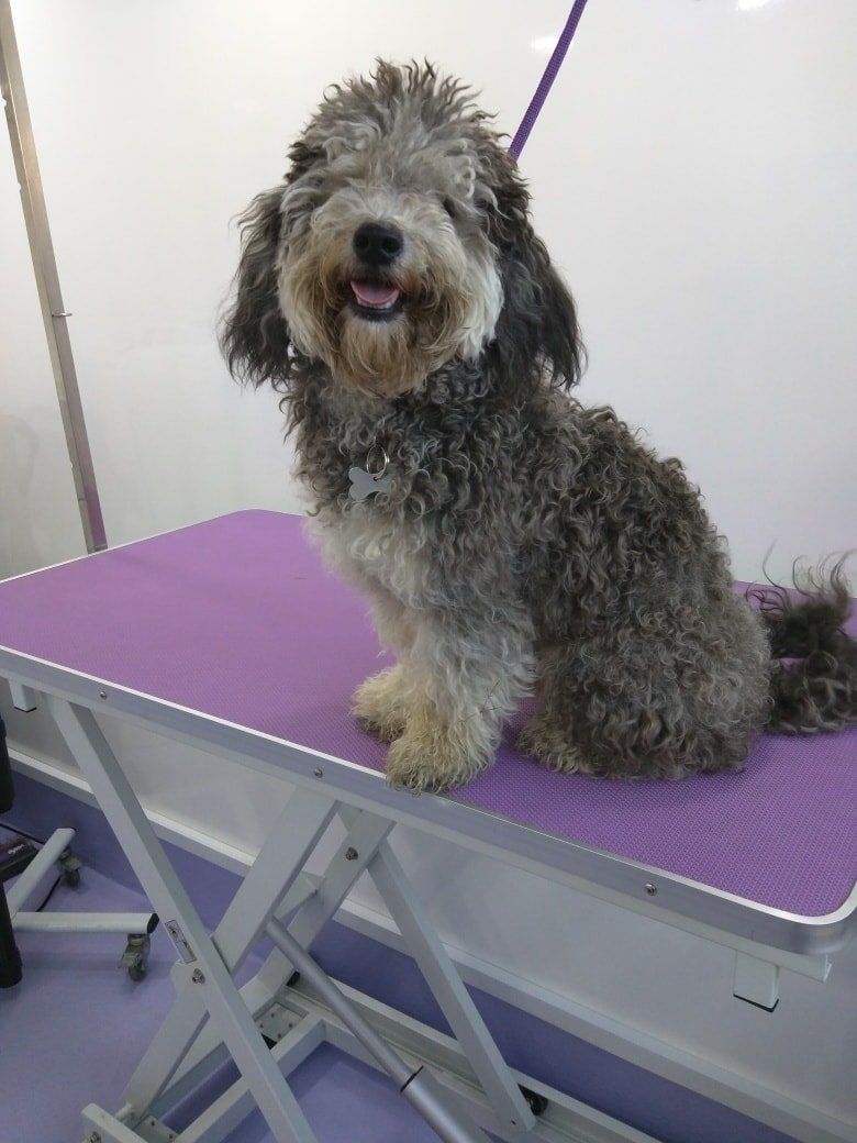 Sam before Norton and Malton Dog Grooming