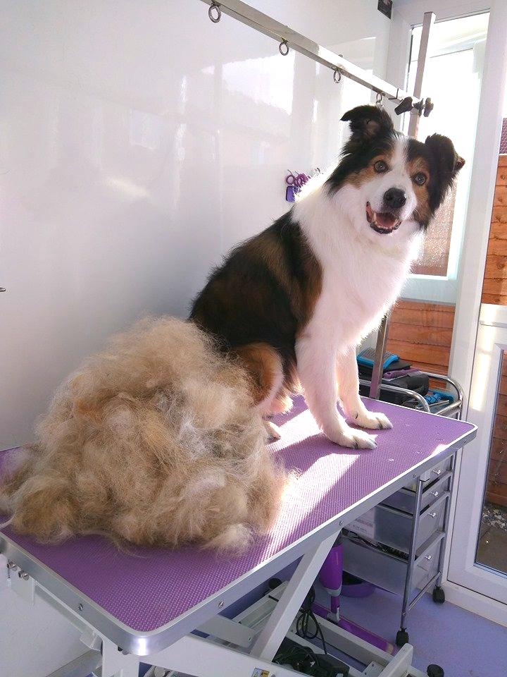 Shep Norton and Malton Dog Grooming