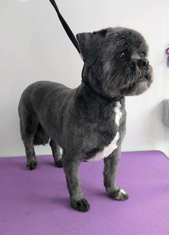 Stash Norton and Malton Dog Grooming